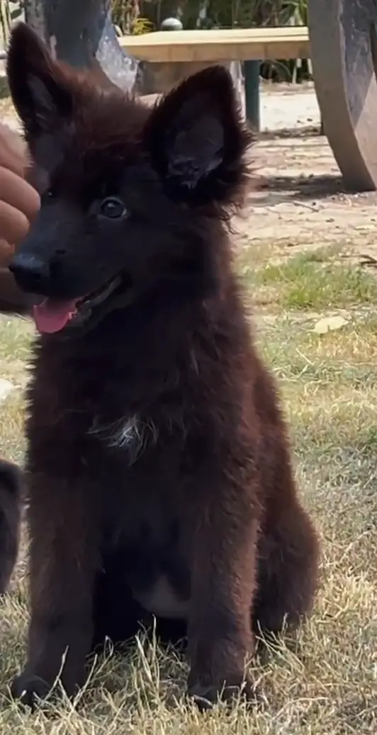Drago daughter's black shepherd — photo 9