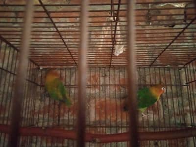 lovebirds pair for sale