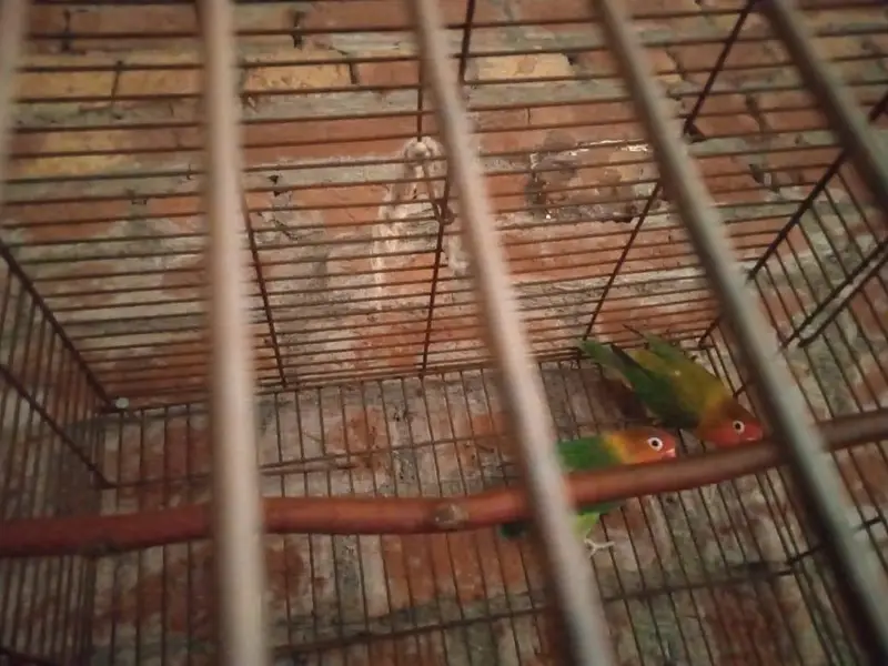 lovebirds pair for sale — photo 2