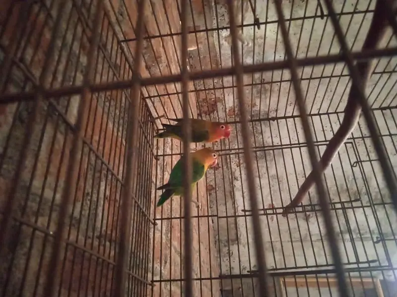 lovebirds pair for sale — photo 3