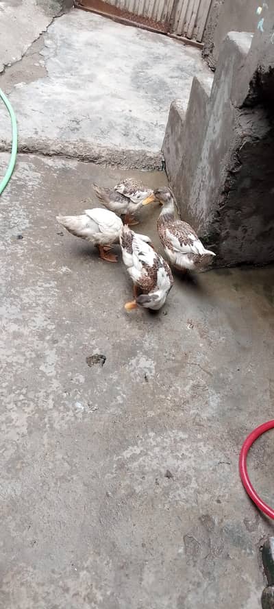 Desi duck