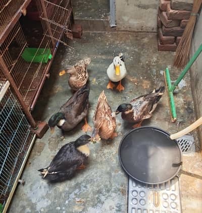 3 Pair of Beautiful Ducks