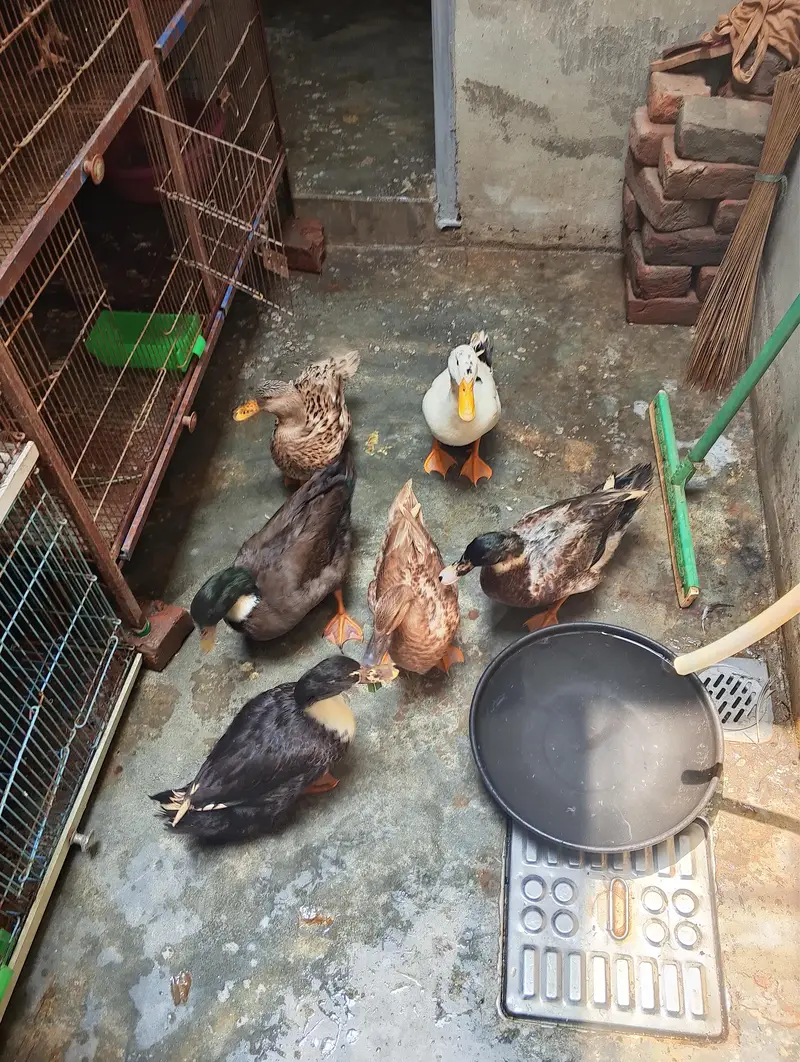 3 Pair of Beautiful Ducks — photo 2