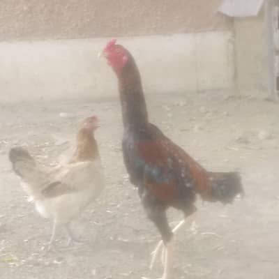 best quality sindi murga