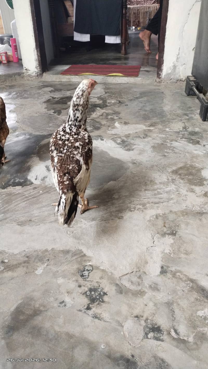 مرغی سیل ہے 0