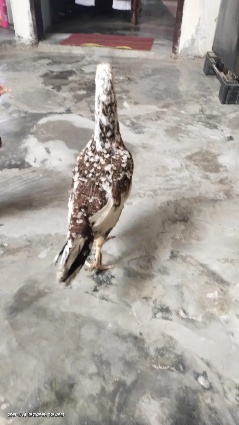 مرغی سیل ہے — photo 2