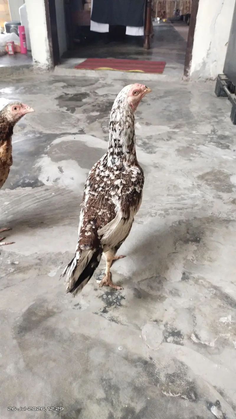 مرغی سیل ہے — photo 3