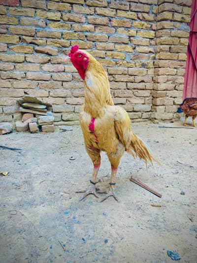 aseel for sale