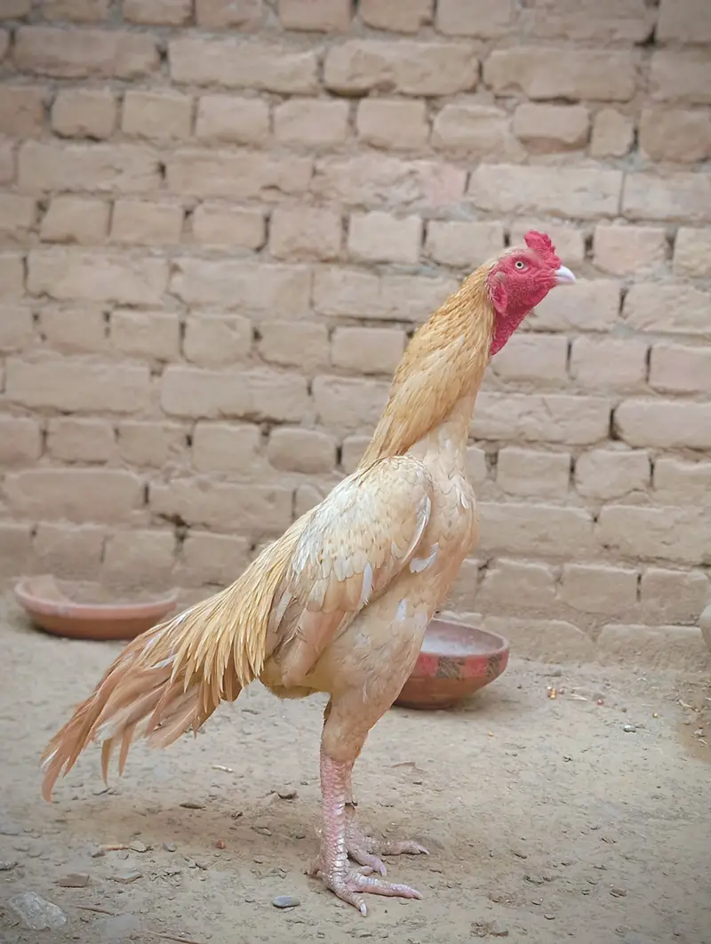 aseel for sale — photo 2