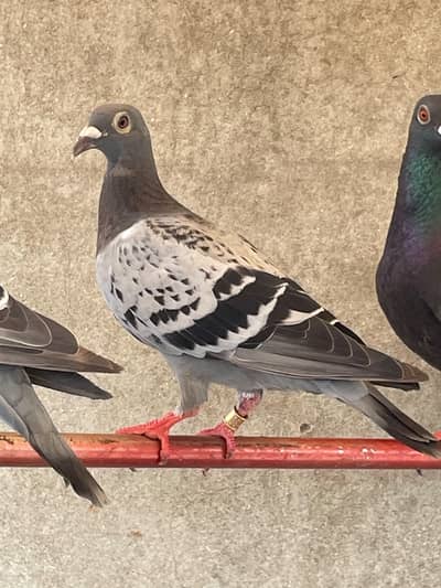 qasid pigeons