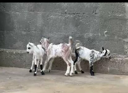 Goat Kids