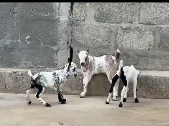Goat Kids — photo 2