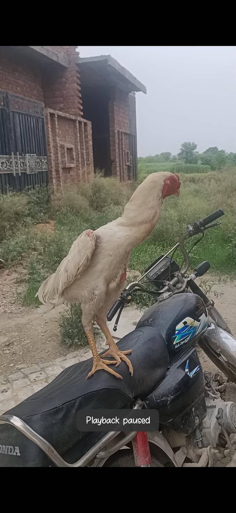 aseel patha 1