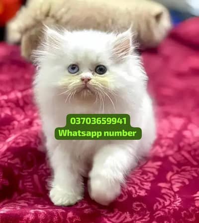 ( Persian Female Kitten ) For sale Contact WhatsApp