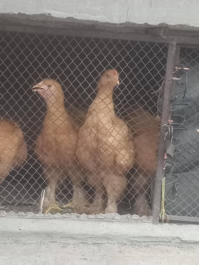f1 quality Golden buff pullets