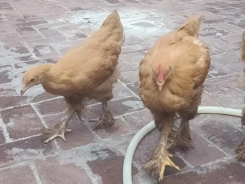 f1 quality Golden buff pullets — photo 2