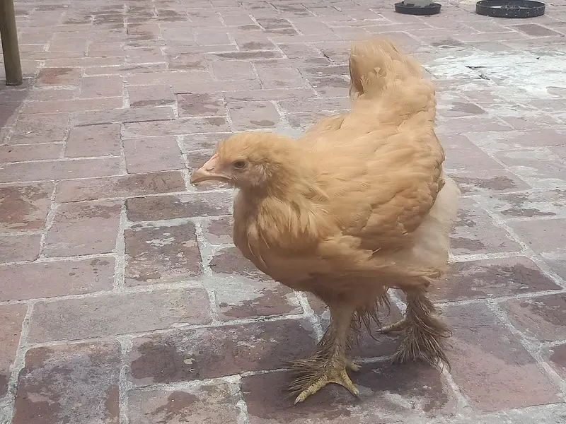 f1 quality Golden buff pullets — photo 3