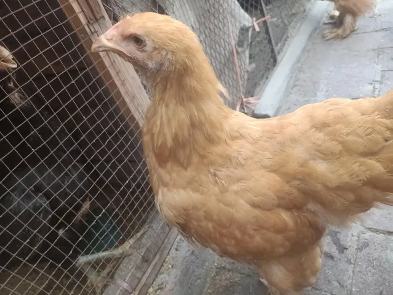 f1 quality Golden buff pullets — photo 4