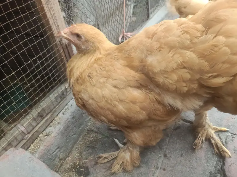 f1 quality Golden buff pullets — photo 5