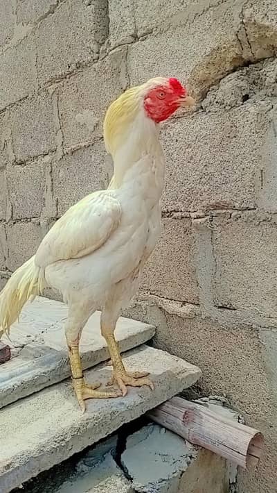 paso ki need esi waja sa sale kar raha hu