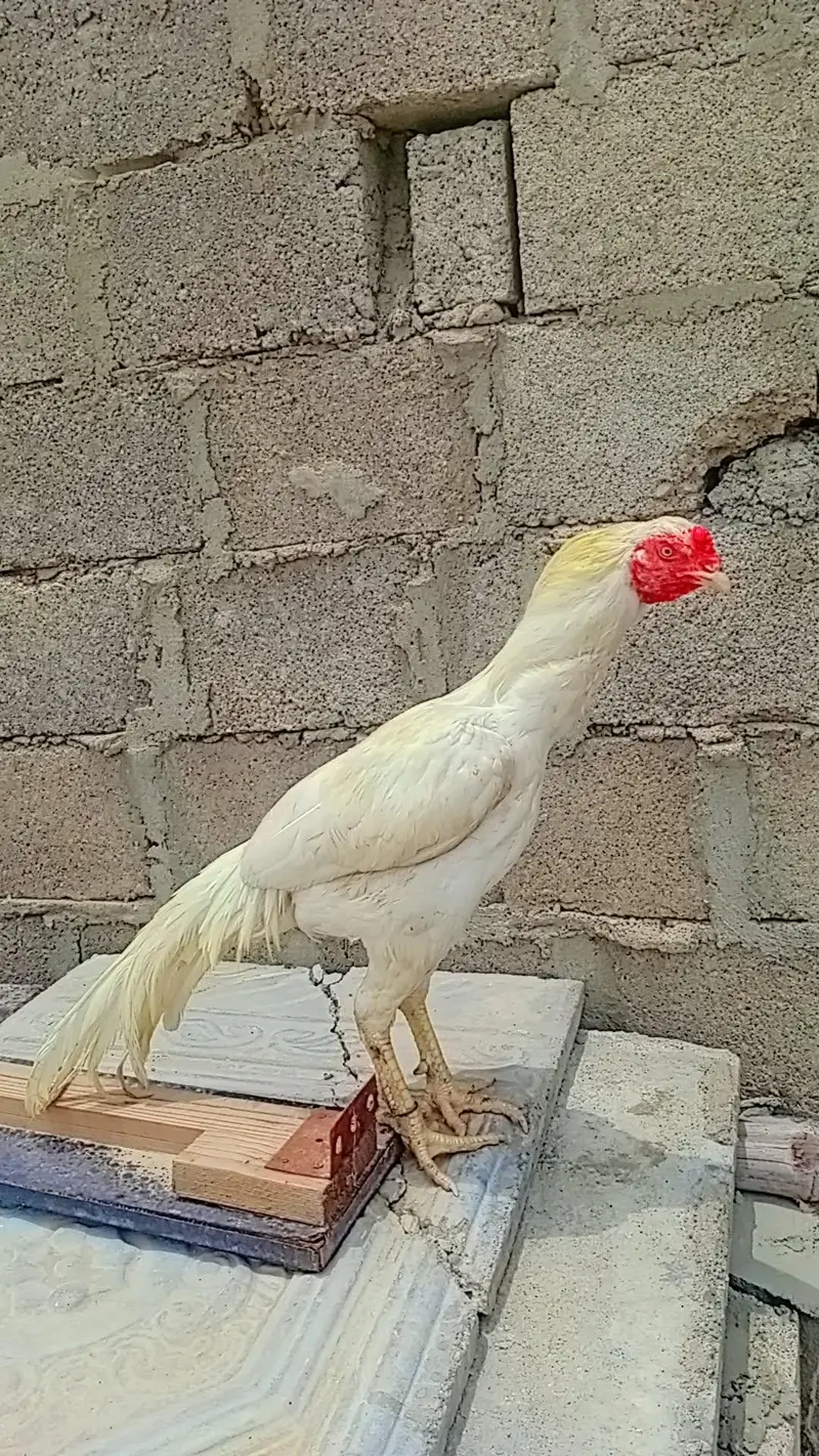 paso ki need esi waja sa sale kar raha hu — photo 2
