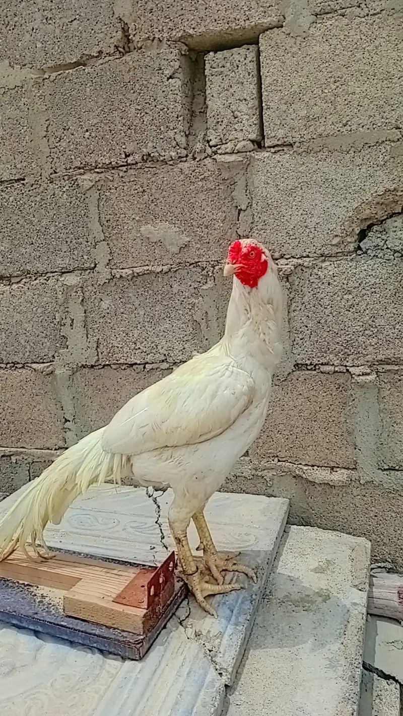 paso ki need esi waja sa sale kar raha hu — photo 3