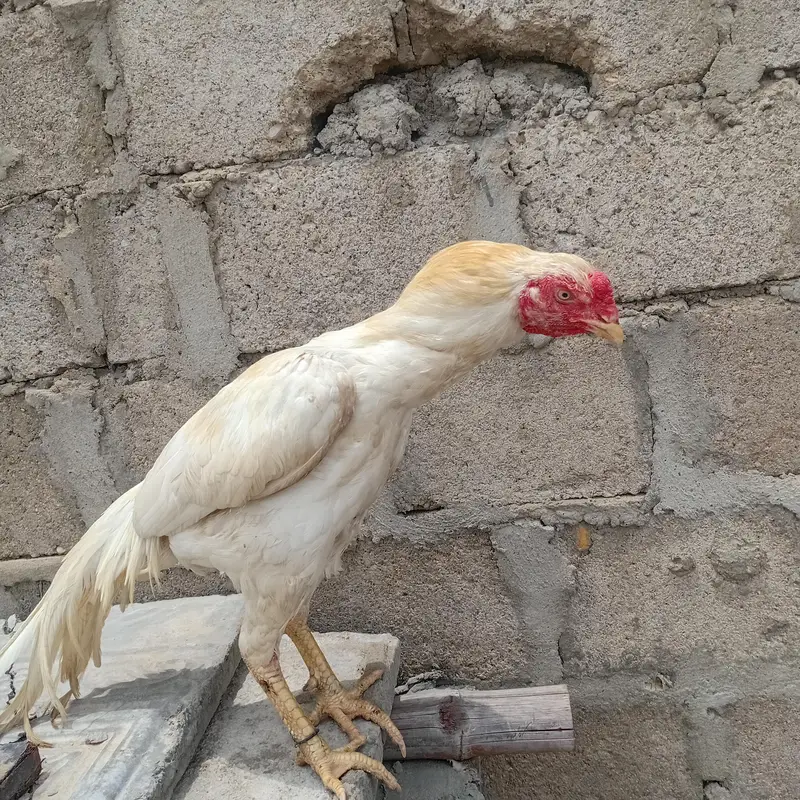 paso ki need esi waja sa sale kar raha hu — photo 4