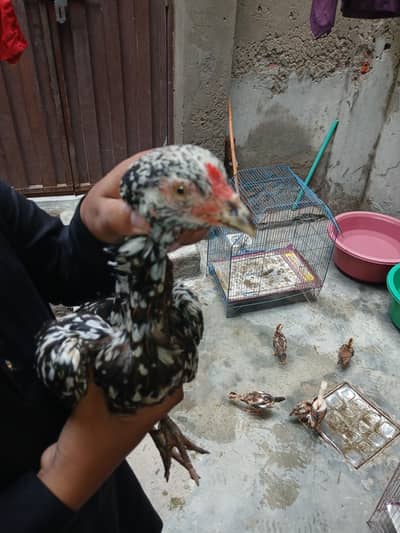 Aseel Hens
