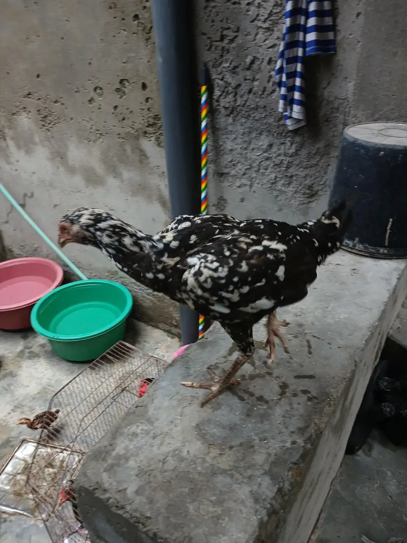 Aseel Hens — photo 3