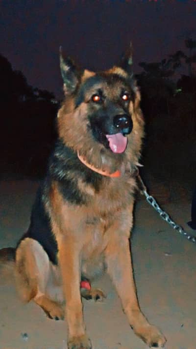 Germany shepherd