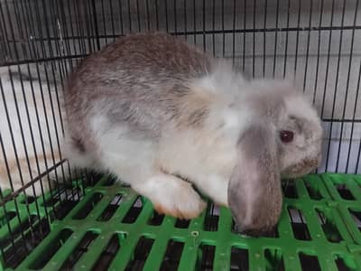 holland lop male