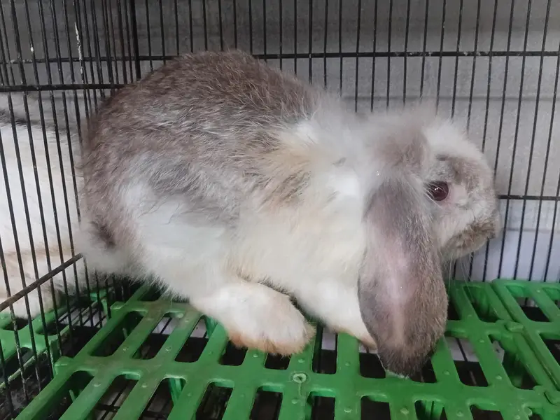 holland lop male — photo 2