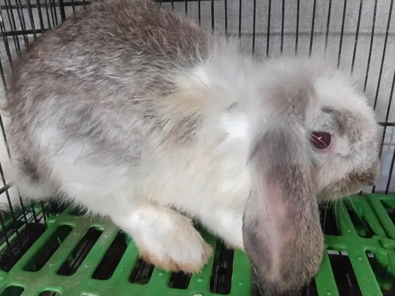 holland lop male — photo 3