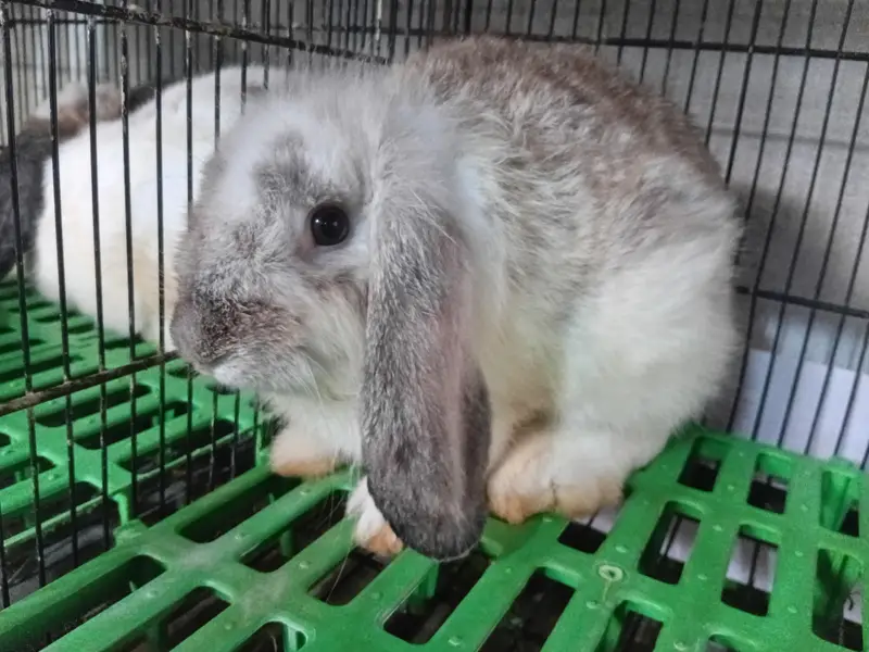 holland lop male — photo 4