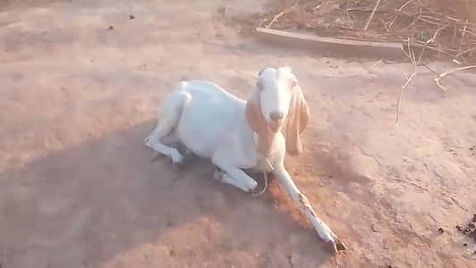 goats for sale