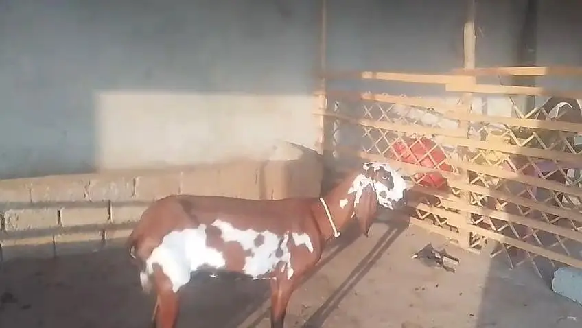 goats for sale — photo 2