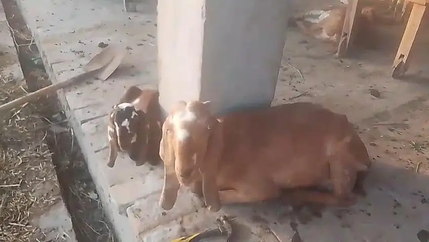 goats for sale — photo 4