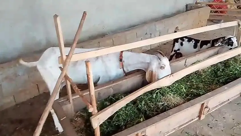 goats for sale — photo 5