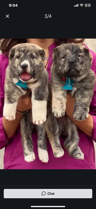 Alabai Pair / security Dog / Afghan Kochi / King kurdish kangal pair