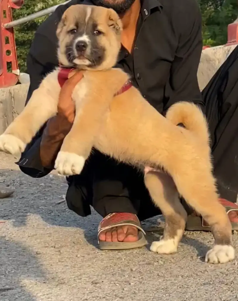 Alabai Pair / security Dog / Afghan Kochi / King kurdish kangal pair — photo 2