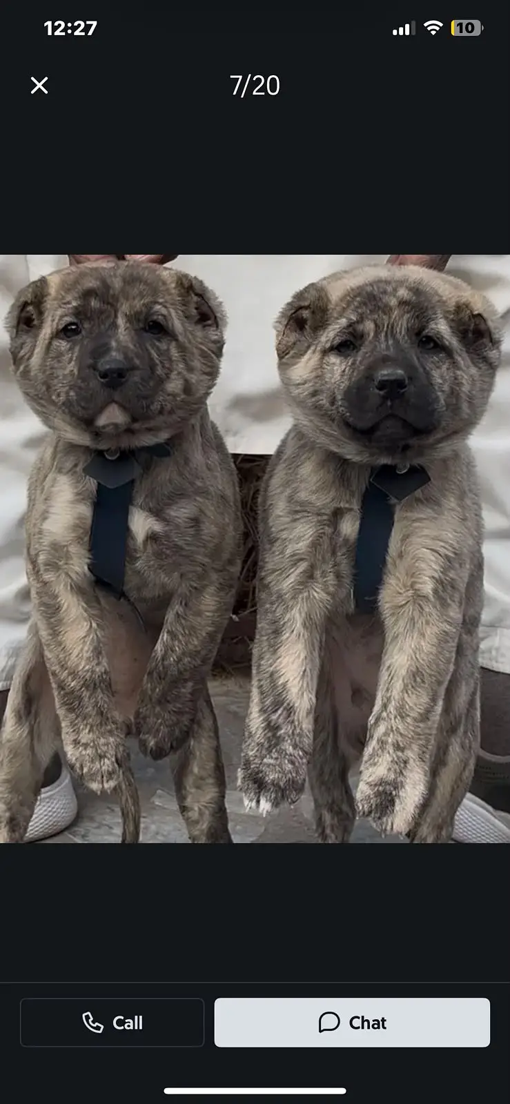 Alabai Pair / security Dog / Afghan Kochi / King kurdish kangal pair — photo 6