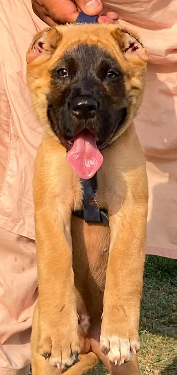 Alabai Pair / security Dog / Afghan Kochi / King kurdish kangal pair — photo 9