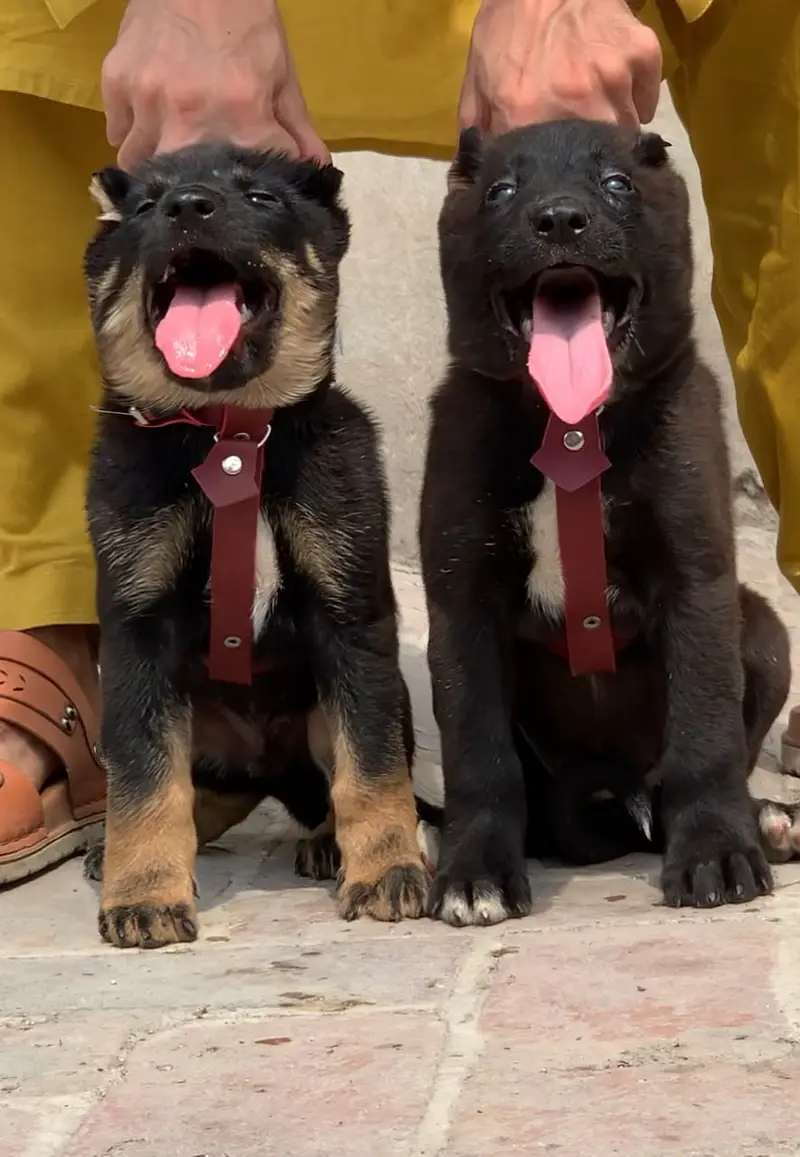Alabai Pair / security Dog / Afghan Kochi / King kurdish kangal pair — photo 10