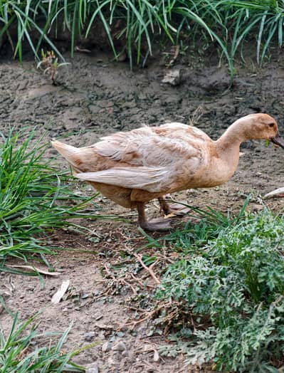 Ducks