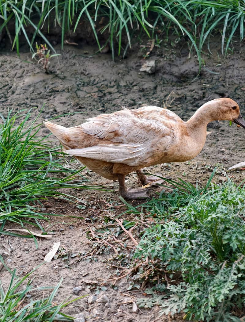 Ducks 0
