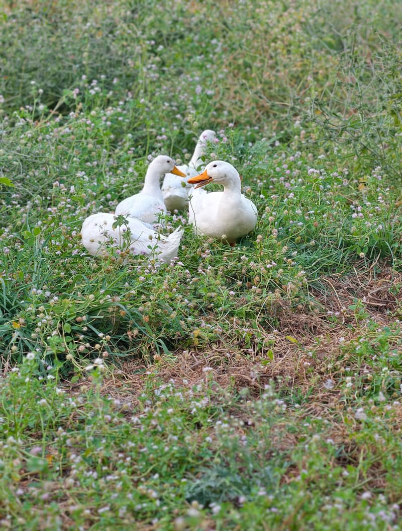 Ducks 1