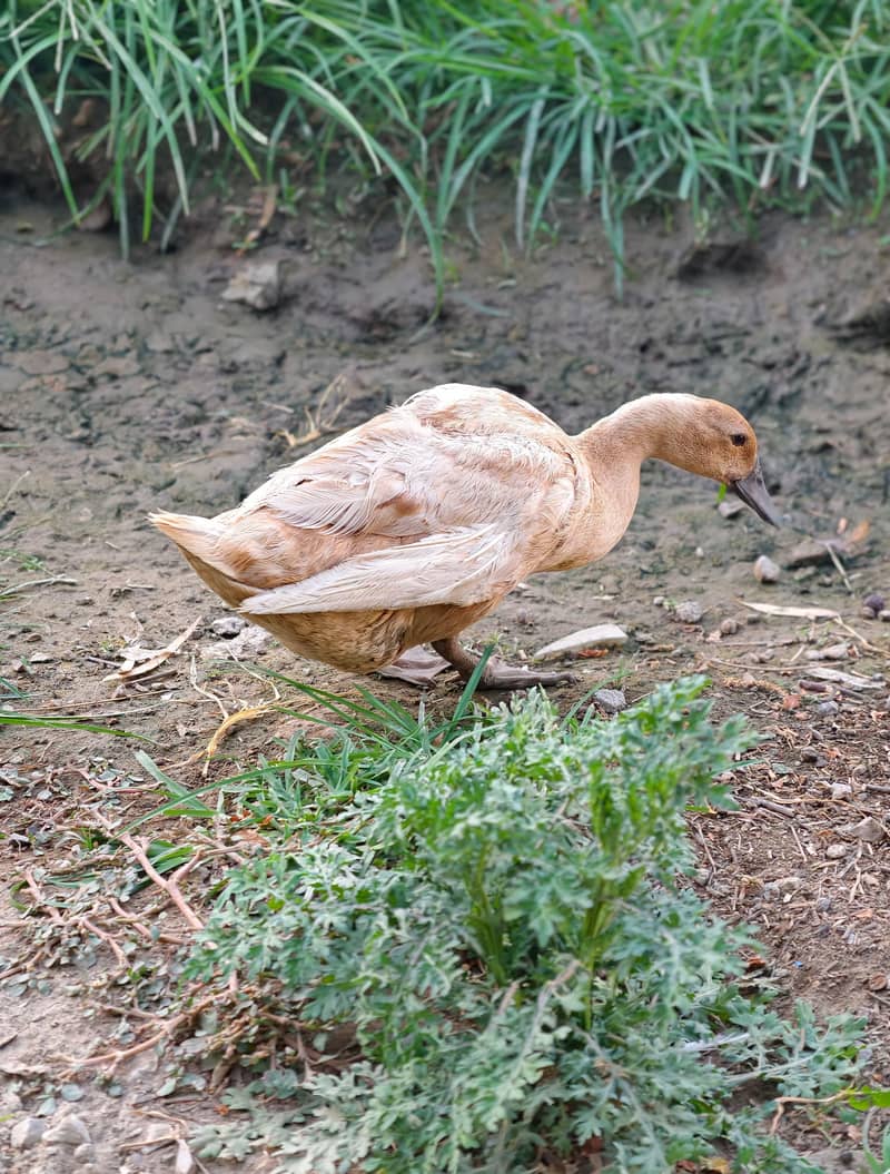 Ducks 2