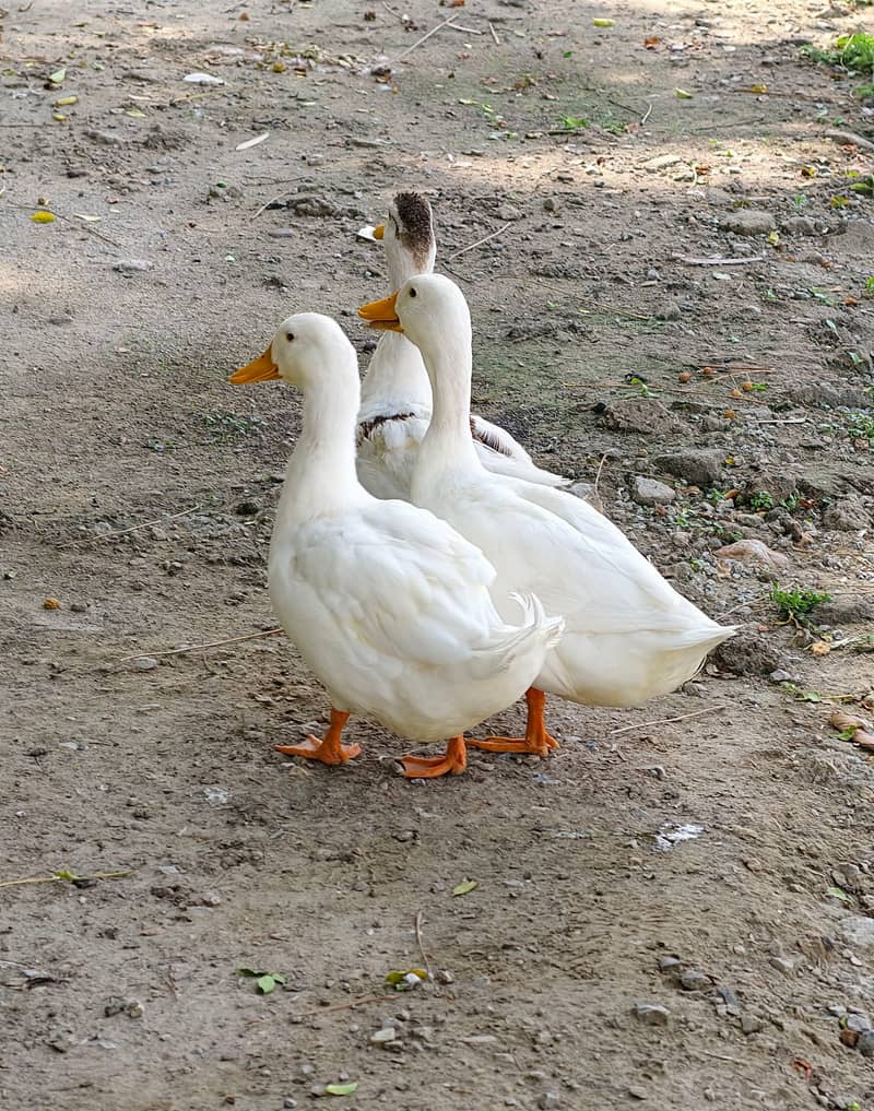 Ducks 3