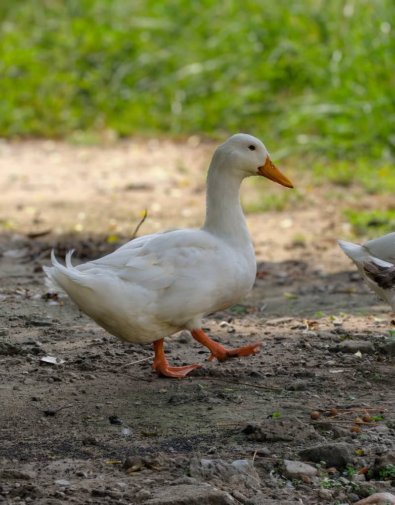 Ducks 4
