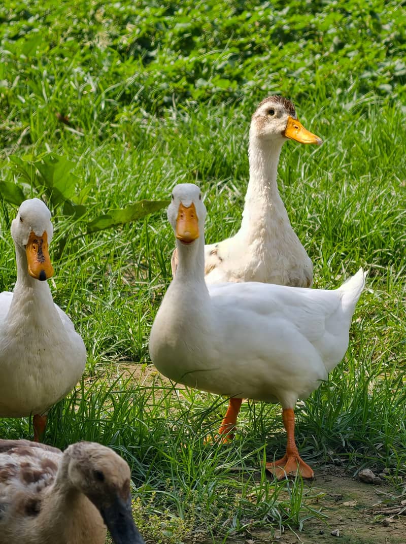 Ducks 5